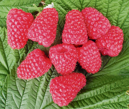 Institute’s high hopes for rasp variety Glen Carron