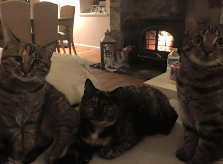 Duchess, Darcy, Diego, 2, Aberdeen. Duchess is the only one who miaows and always speaks up for her brother and sister.