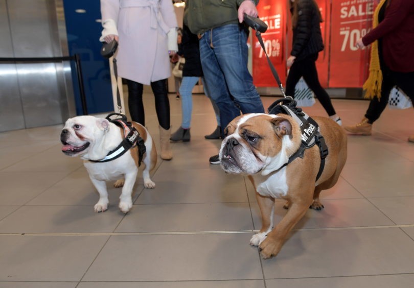 Legally Blonde dog auditions at the Bon Accord Centre.
15/02/18.
Picture by KATH FLANNERY