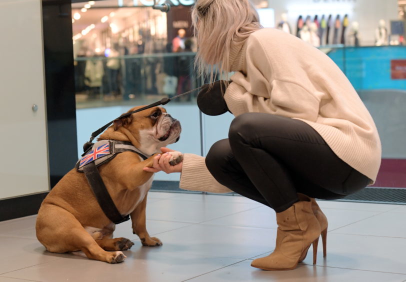 Legally Blonde dog auditions at the Bon Accord Centre. Pictured is Pucci.
15/02/18.
Picture by KATH FLANNERY
