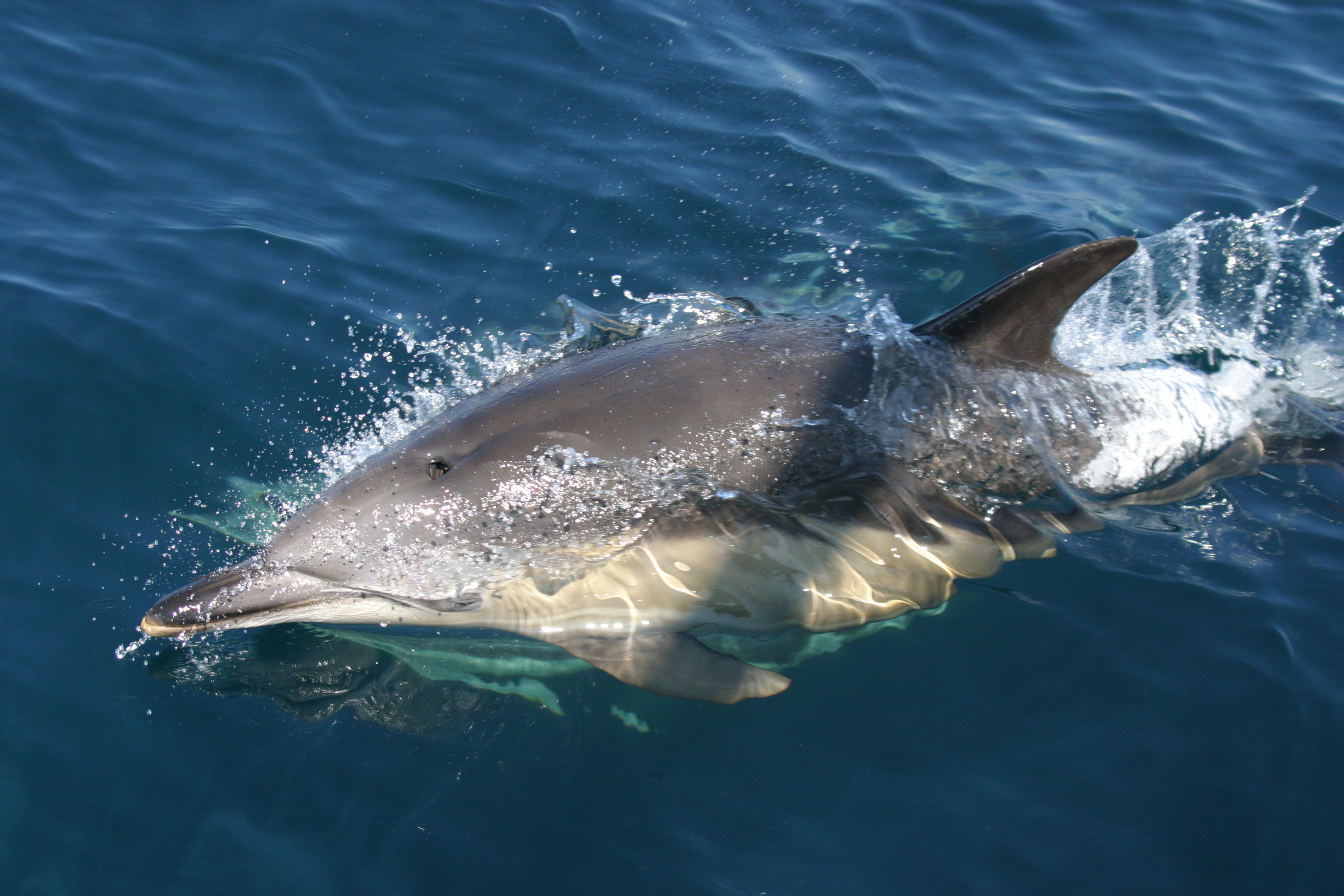 Common dolphin sightings reach an all time high