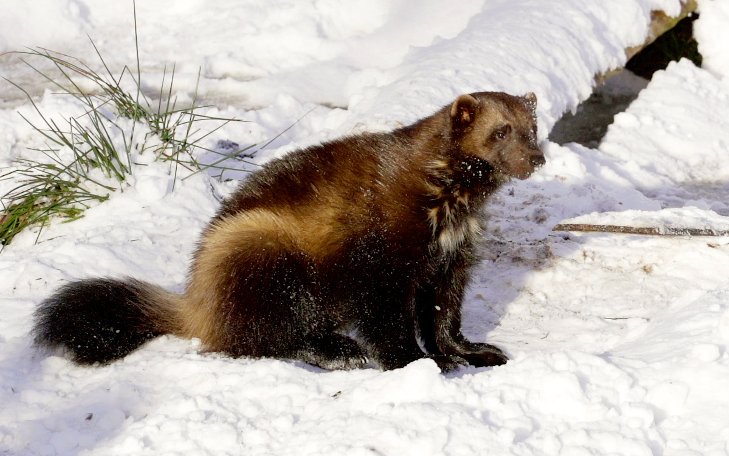 A Wolverine in the snow at the Highland Wildlife Park, Kingussie.
Wolverine pair Tina and Xale have been enjoying the thick layer of snow which has fallen at RZSS Highland Wildlife Park. 

The duo were introduced in 2015 and soon became parents to the first wolverine kits to be born and reared in Scotland and only the third litter in the UK.