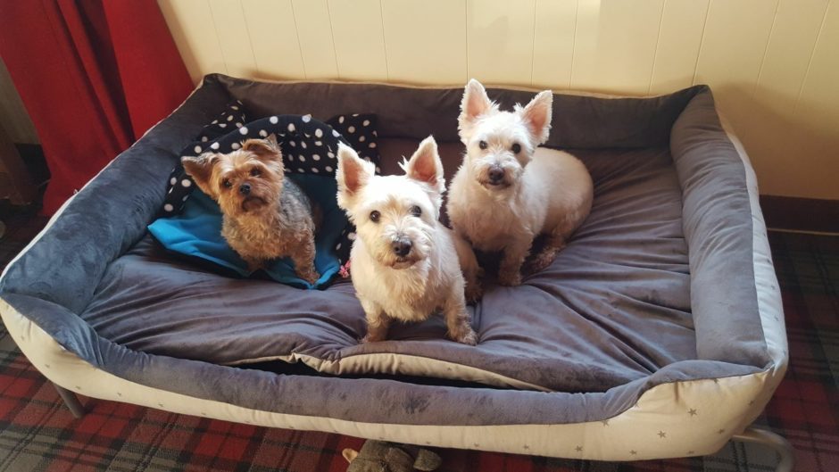 Harvey, 6, Bella and Cassie, 5, Aberdeen. Harvey's old name was Homer and Bella is scared of everything.