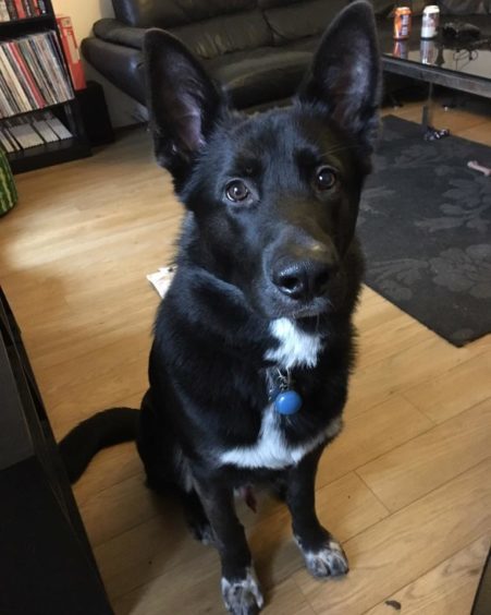 Obi, 9 months, Aberdeen. I'm obsessed with ice cubes and can't wait to hear the freezer door open.