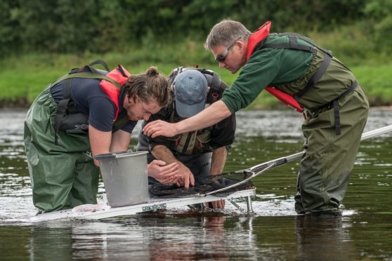 Campaigners have criticised the escape of more than 21,000 farmed salmon escaped into a Skye loch.