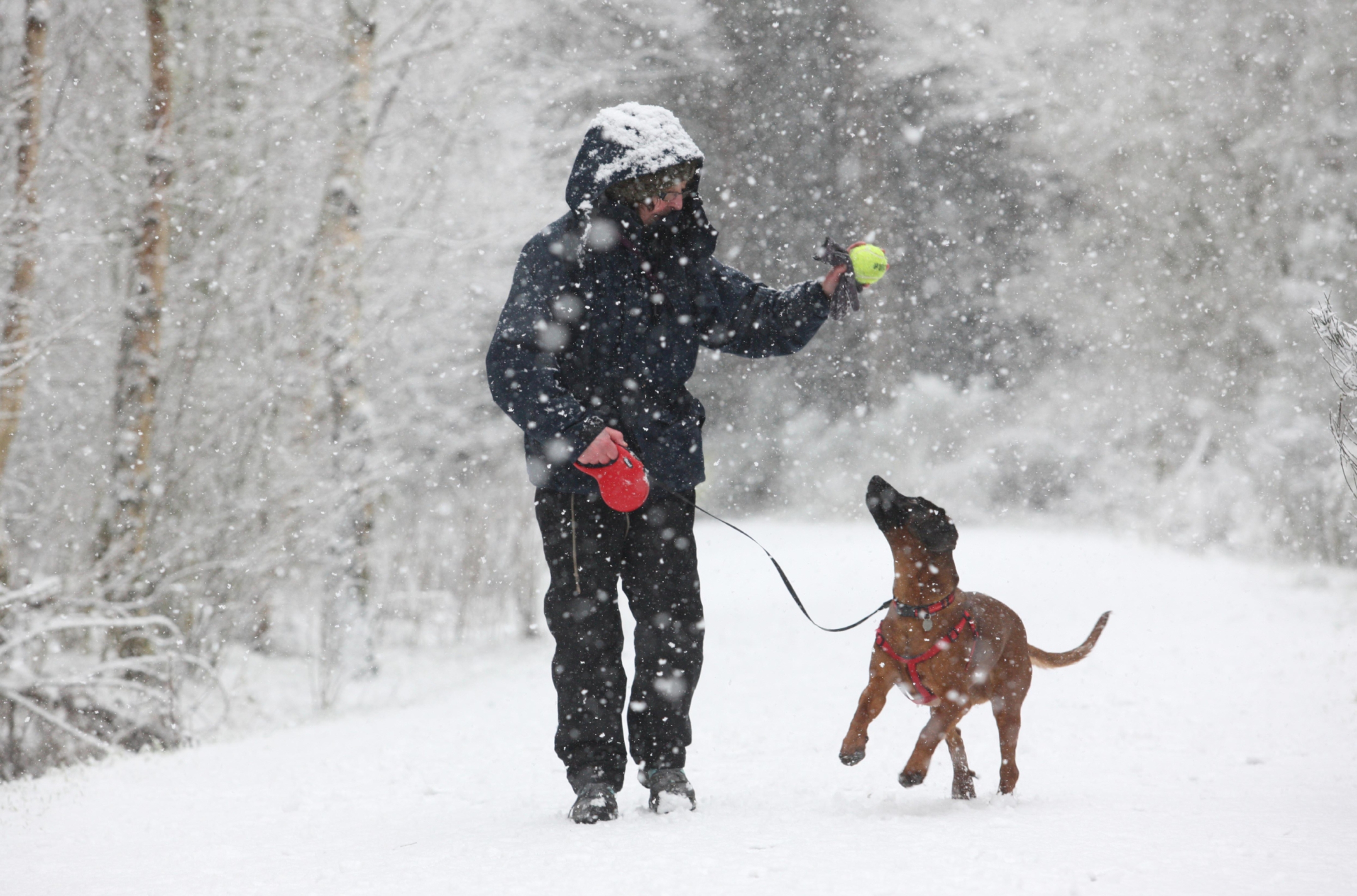 A woman walks her dog near Muir of Ord in blizzards in the Highlands.