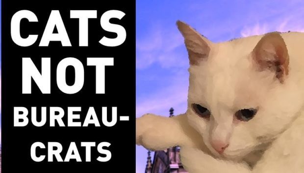 Aberdeen students want Buttons the Cat as University rector