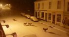 These deer were spotted taking a dander into Dunkeld town last night.