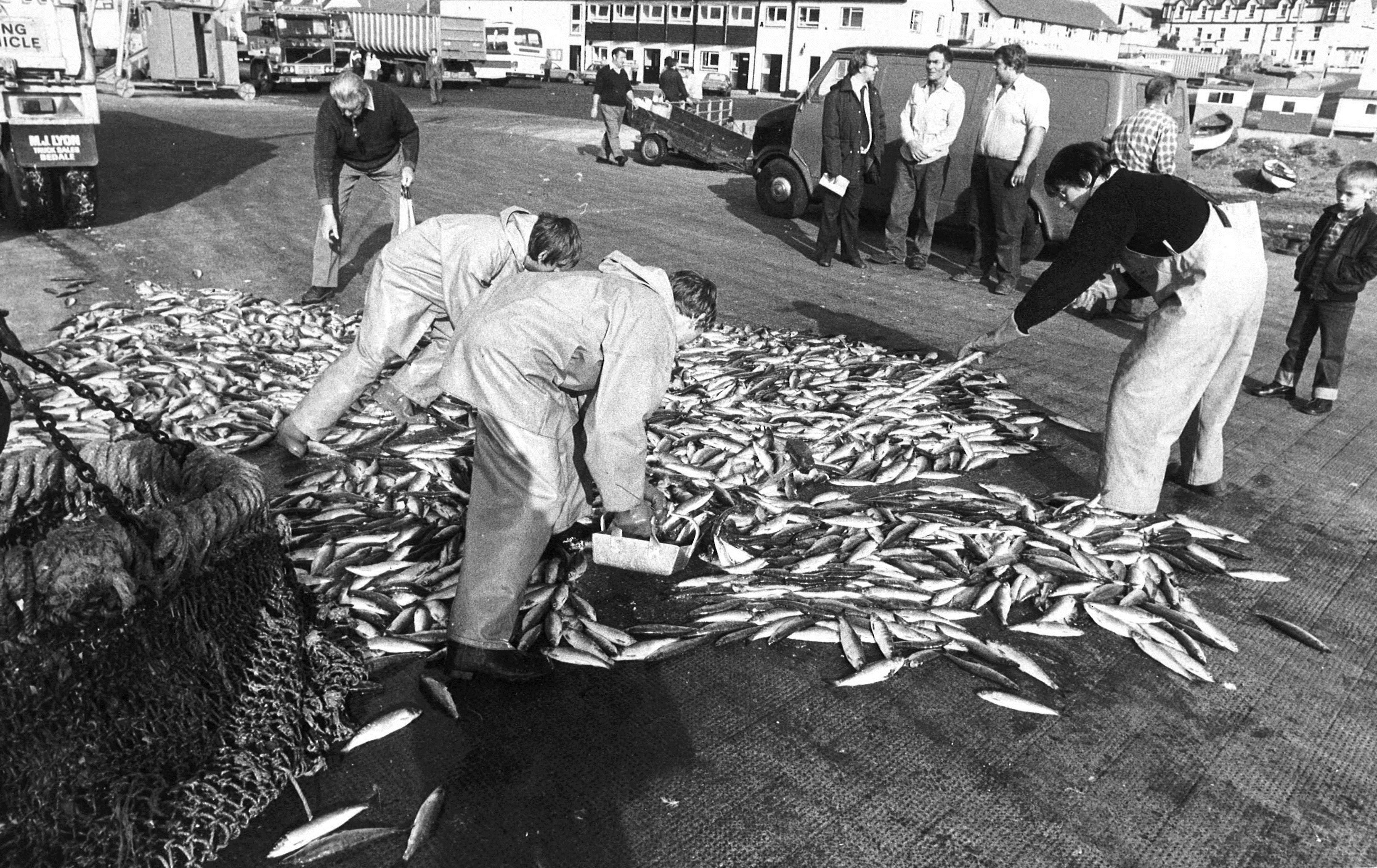 Fishermen picking up herring in Ullapool, 7 August 1981