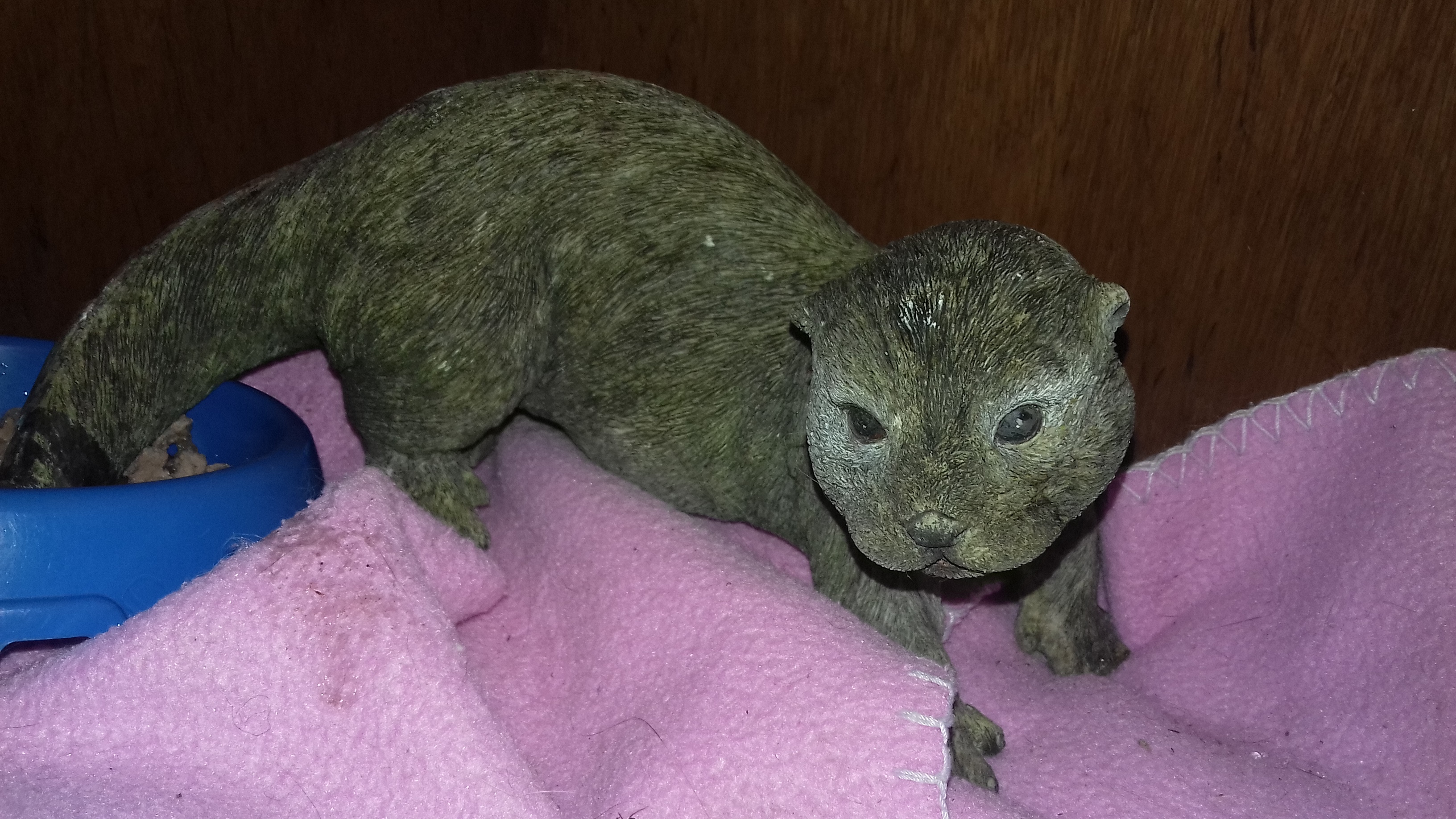 Scotland’s animal welfare charity was alerted to the 12 inch long ‘lizard’ on Tuesday when the owner was checking on her feline.