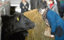 One of the Japanese meet buyers greets an Aberdeen-Angus cow