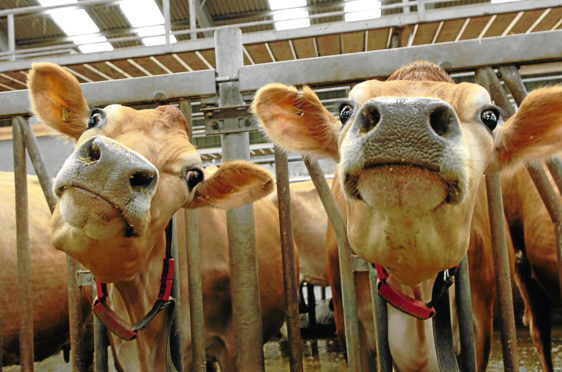 Devenick Dairy hopes to raise £15,000 to buy 10 new Jersey cows.