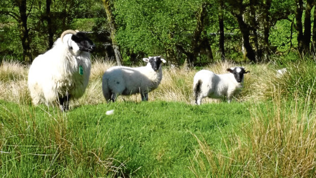 Sheep at the research farms.