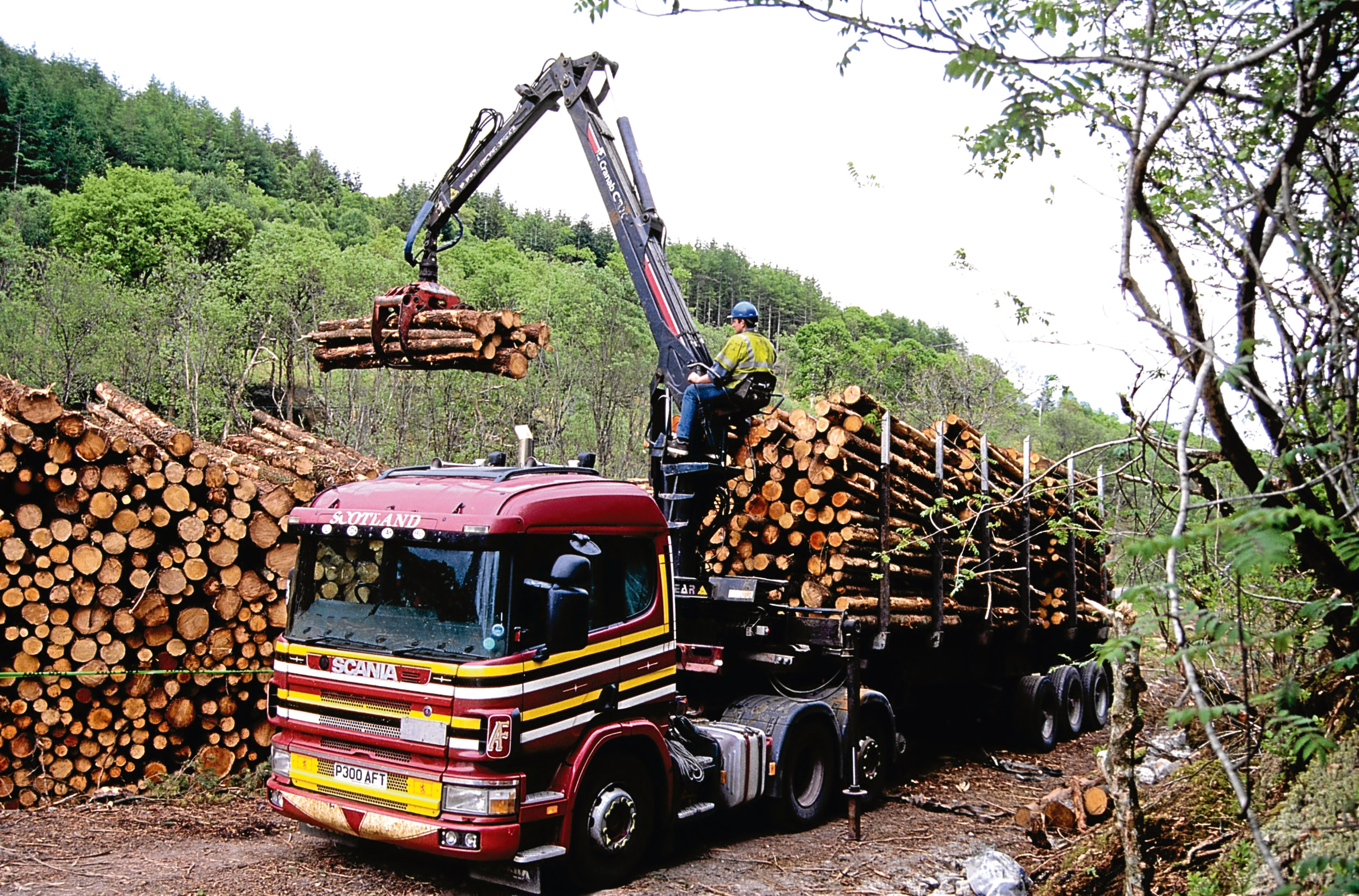 GROWING PLACES: Rural Secretary Fergus Ewing said the volume of timber harvested is predicted to rise 14%