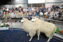The show and sale gives breeders the opportunity to showcase their top ewe hoggs