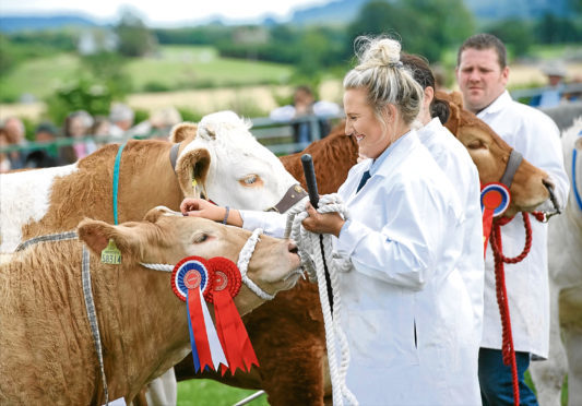 Champions lined up at last year's cattle interbreed contest at the Echt Show.
