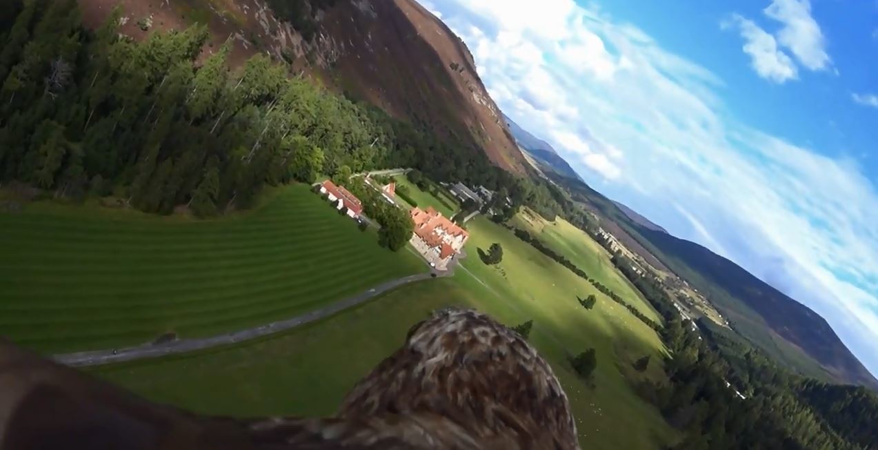Elite Falconry and Marra the celebrity Sea Eagle have been circling the nature reserve in preparation for the Cairngorms Nature BIG Weekend.