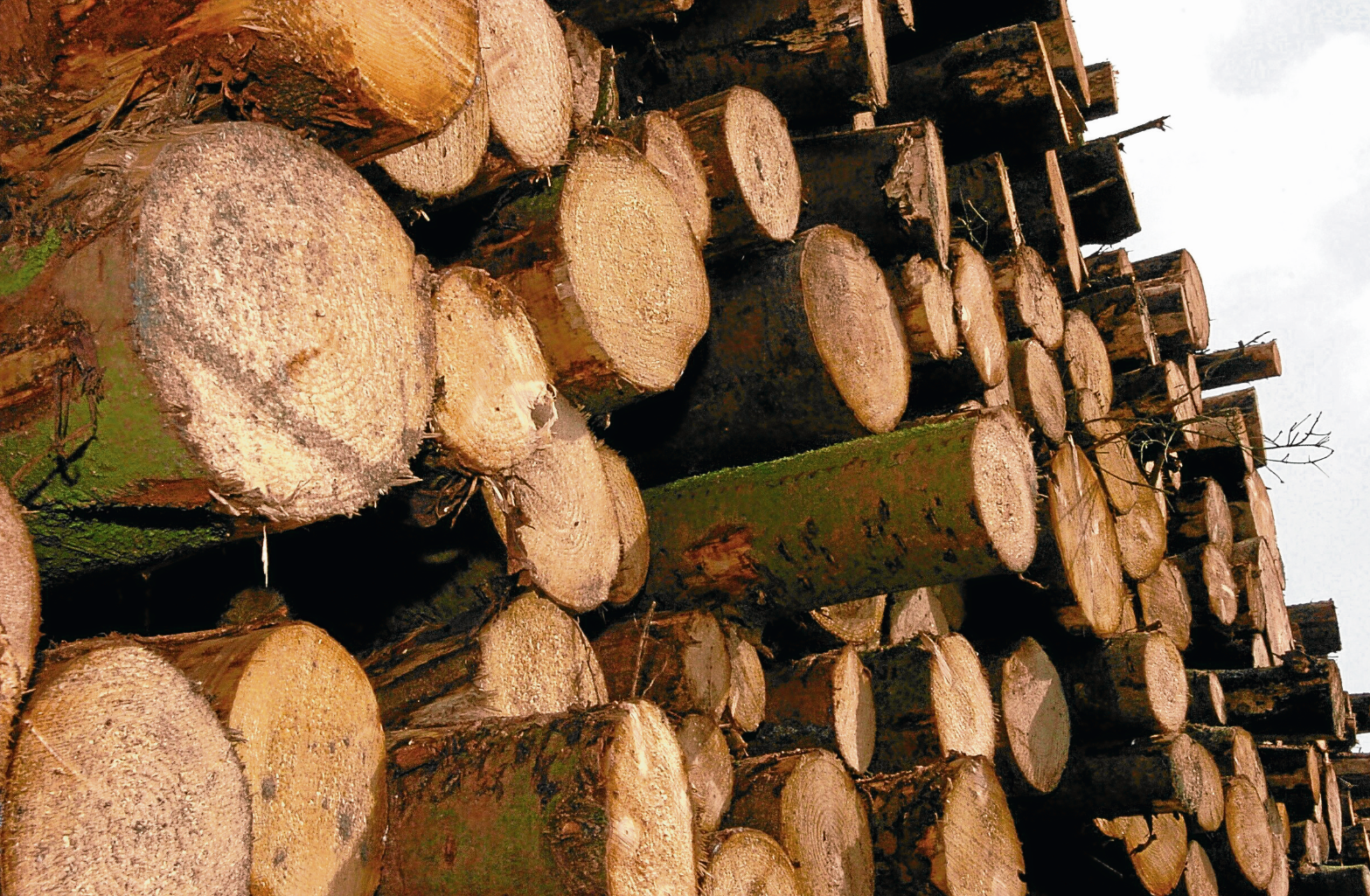The forestry sector is worth almost £1 billion a year to Scotland