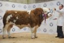 Blackford Hero sold for a new breed record for Thainstone at 13,000gn