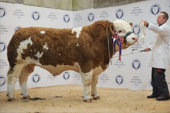 Blackford Hero sold for a new breed record for Thainstone at 13,000gn