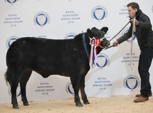 Craig Robertson with his champion heifer which sold for £7,800.