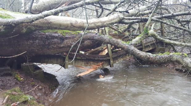 A fallen tree in Dunnottar wood
