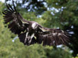 Alex the Vulture takes to the skies at Blair Drummond Safari and Adventure Park in Stirlingshire.