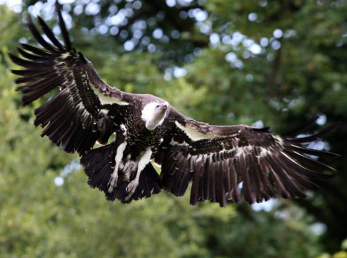 Alex the Vulture takes to the skies at Blair Drummond Safari and Adventure Park in Stirlingshire.