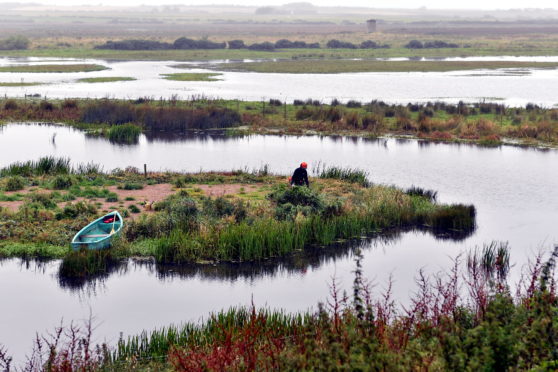 RSPB, Loch of Strathbeg, nature reserve.