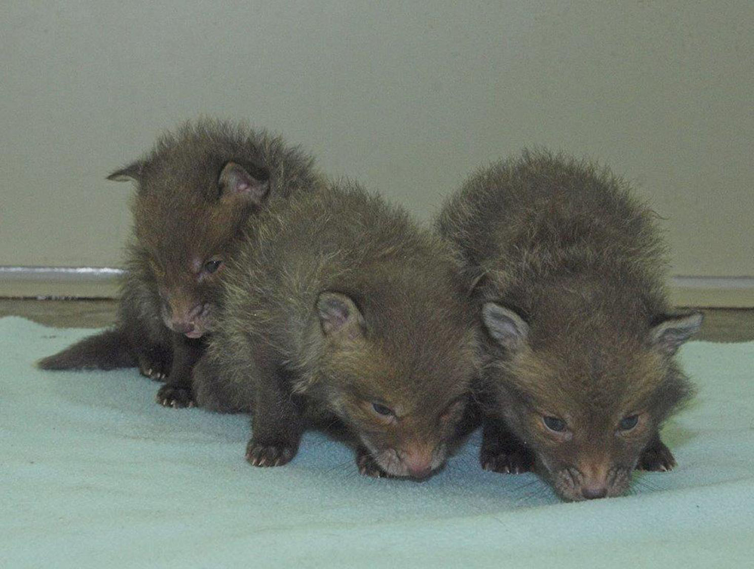 Three fox cubs who were found under rubble by a building site worker in Edinburgh.