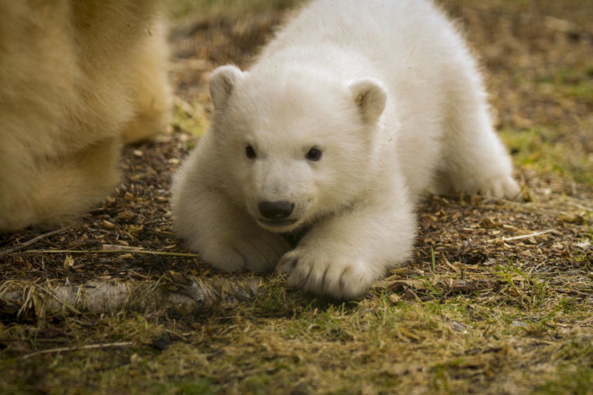 Images released but RZSS Highland Wildlife Park of Victoria the polar bear's new cub seen in their outdoor enclosure at Highland Wildlife Park.