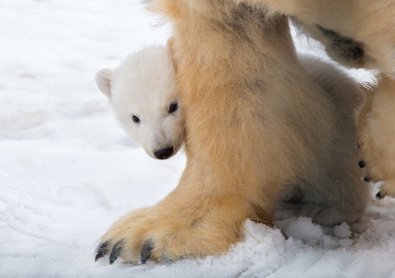 Images released but RZSS Highland Wildlife Park of Victoria the polar bear's new cub seen in their outdoor enclosure at Highland Wildlife Park.