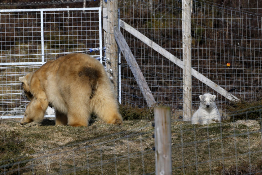 Victoria the polar bear and her new cub seen their outdoor enclosure at Highland Wildlife Park for the first time.