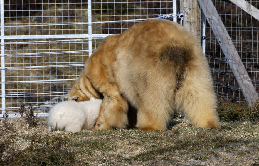 Victoria the polar bear and her new cub seen their outdoor enclosure at Highland Wildlife Park for the first time.