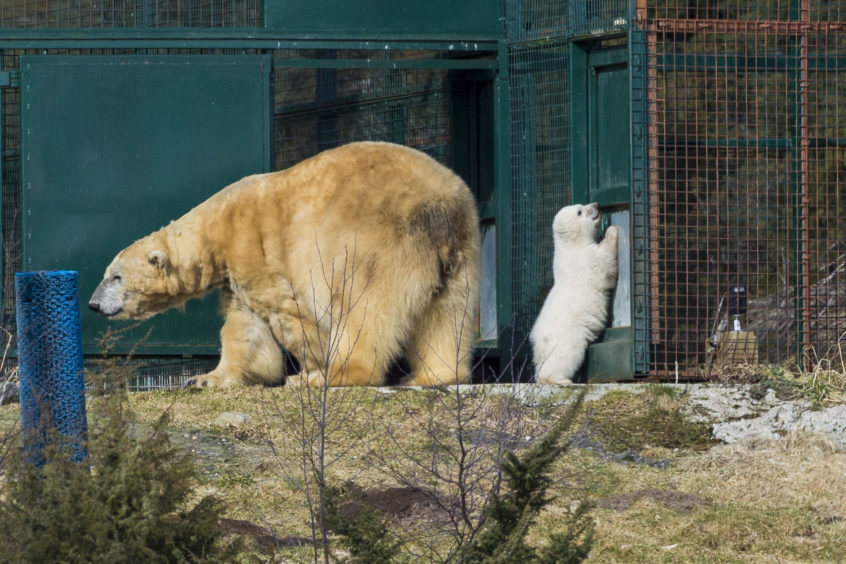 Victoria the polar bear and her new cub seen their outdoor enclosure at Highland Wildlife Park for the first time.