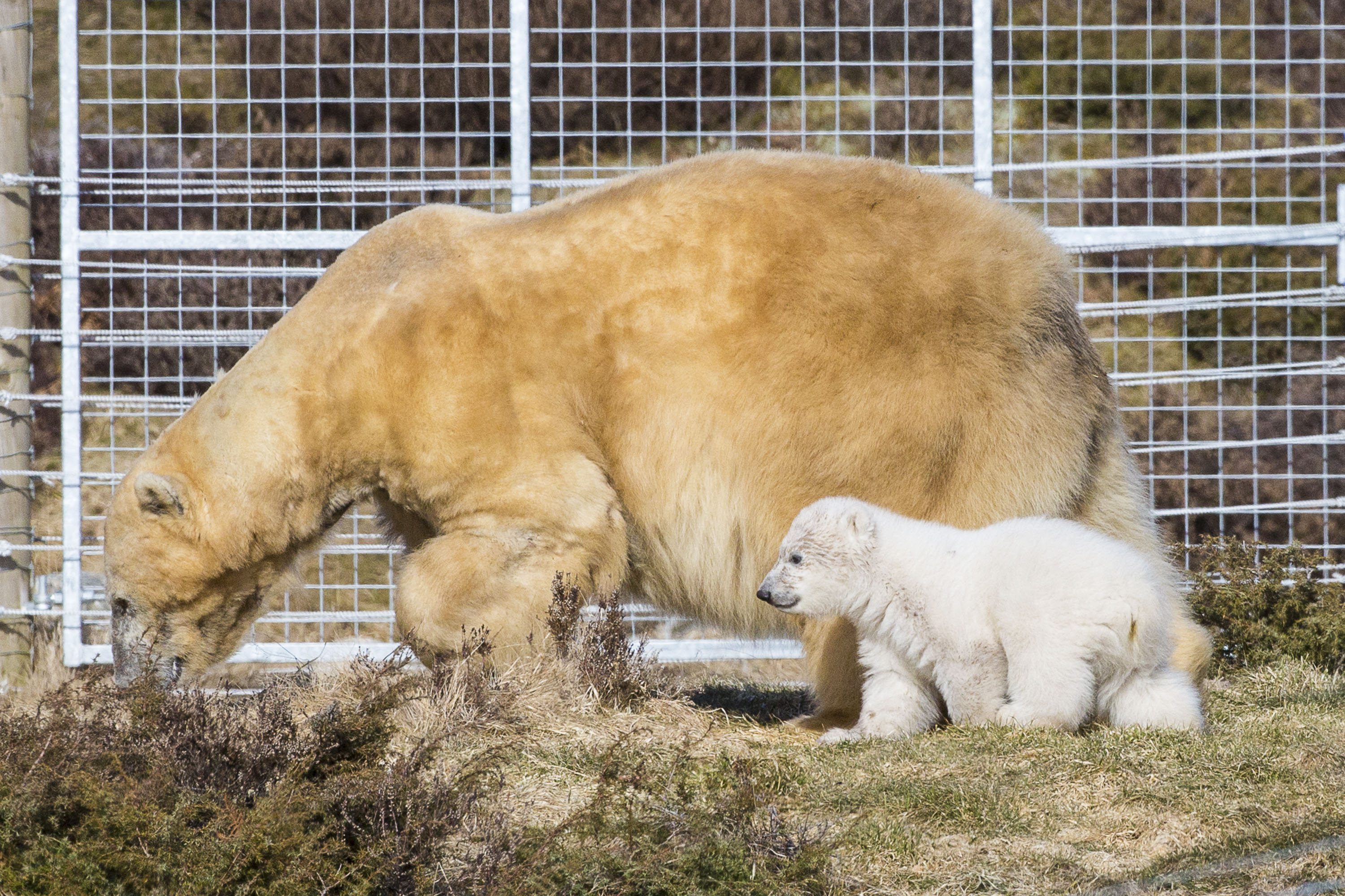 Victoria the polar bear and Hamish were seen in their outdoor enclosure at Highland Wildlife Park for the first time last year.