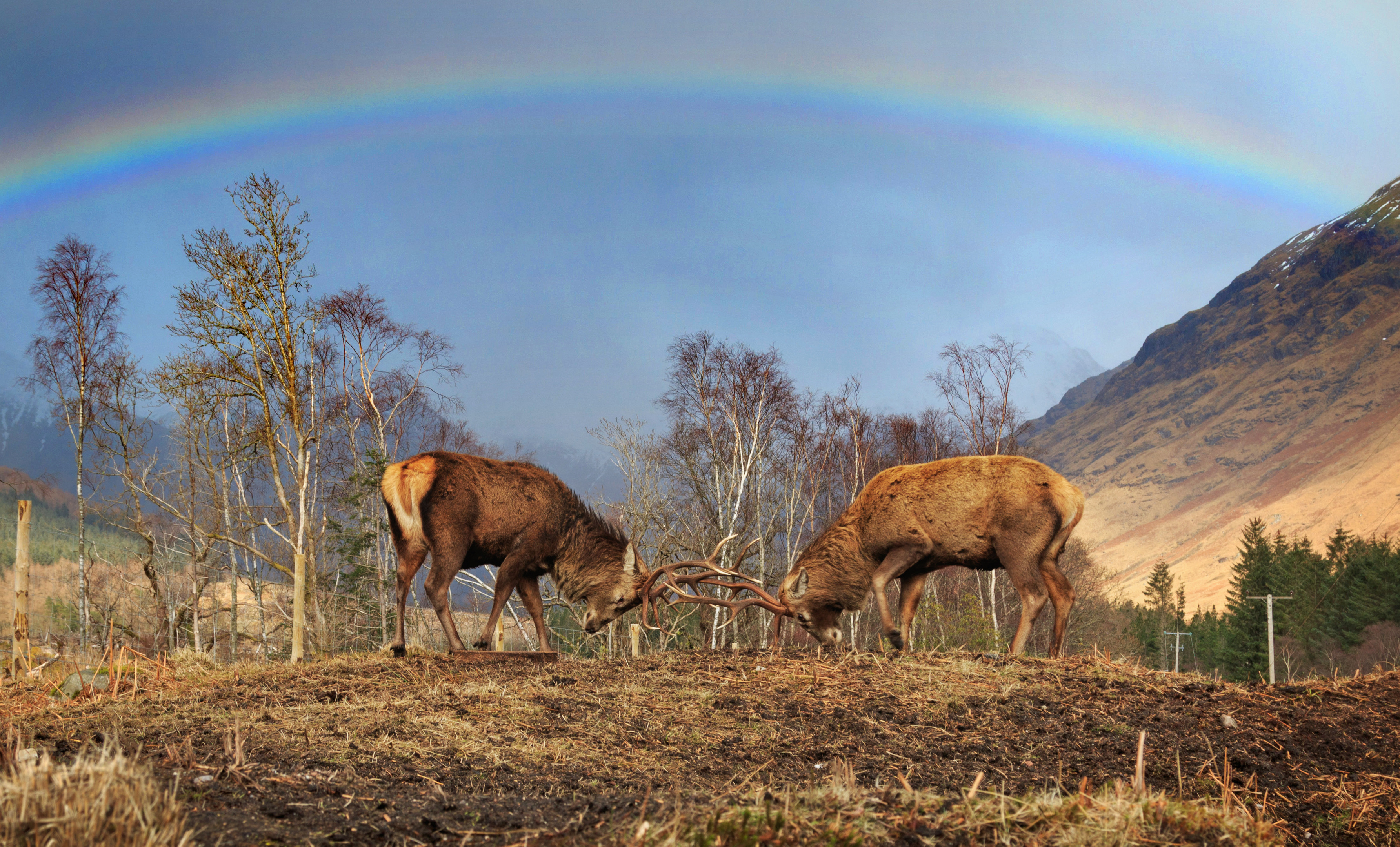 Stephen Davies captured two stags rutting under a rainbow at Glen Etive, Highland.