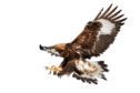 Golden eagle, raptor, isolated on white, landing with outstretched claws ready to grab pray.