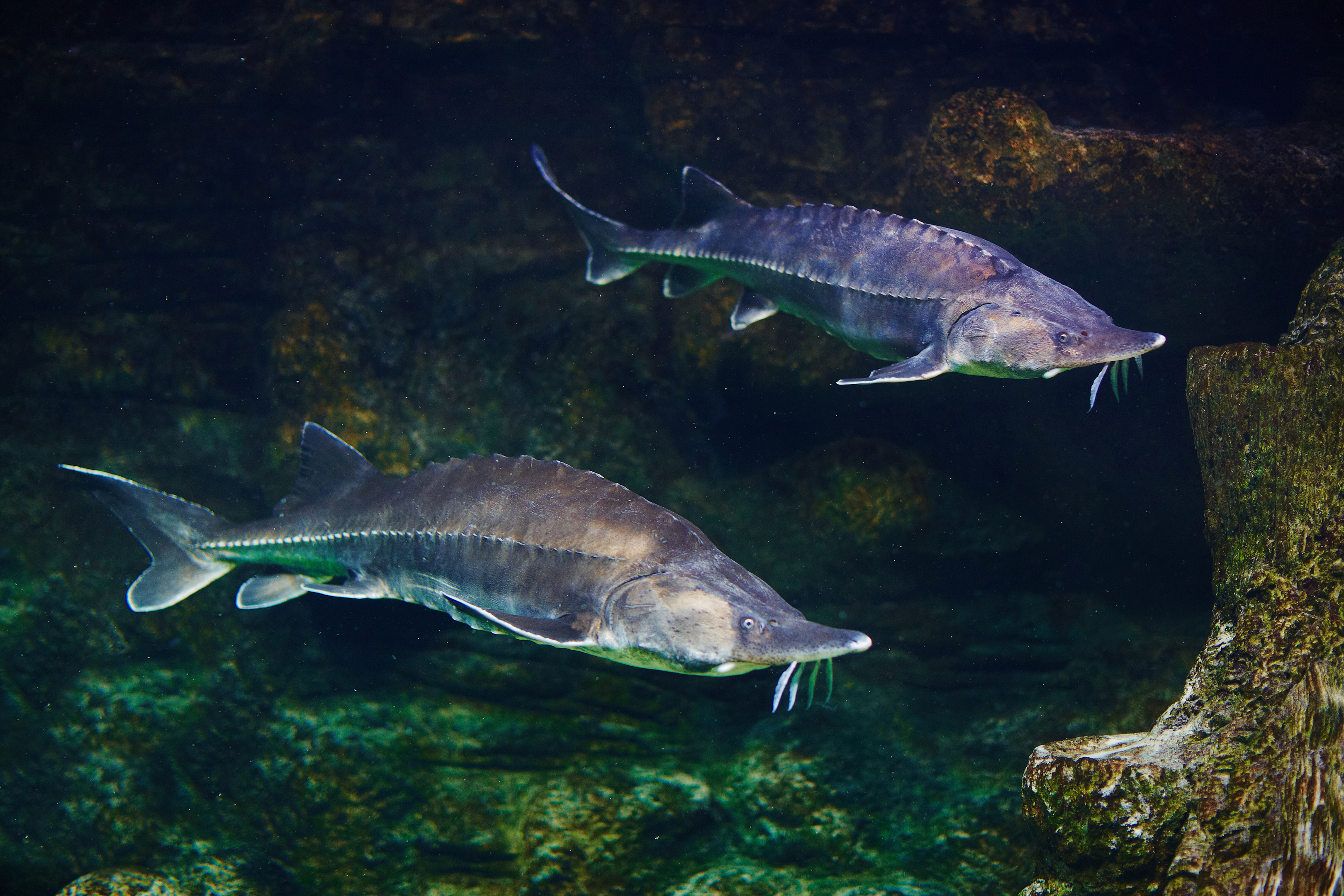 Alive sturgeon in an aquarium.