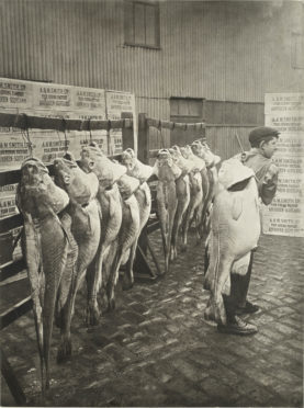 Saltire News and Sport Ltd 
Giant Cod Aberdeen 1908_02.JPG

A RARE PHOTOGRAPH OF GIANT COD LANDED AT ABERDEEN IN MARCH 1908. THE 110-YEAR-OLD PICTURE WAS TAKEN AT ALBERT QUAY ON THE PREMISES OF ABERDONIAN FISH PROCESSING AND CURING FIRM A&M SMITH LTD AND SHOWS FISH AVERAGING 77LB (5.5 STONES OR 35 KILOS) -- MANY TIMES BIGGER THAN THOSE CAUGHT TODAY. THE PHOTOGRAPH IS EXPECTED TO FETCH £3000 AT AUCTION. SEE STORY FROM GEORGE MAIR, SALTIRE NEWS. 

Tel: Mobile: 07703 172 263
E-mail: george@saltirenews.com