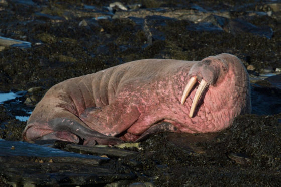 A walrus that was found in Orkney in 2018.