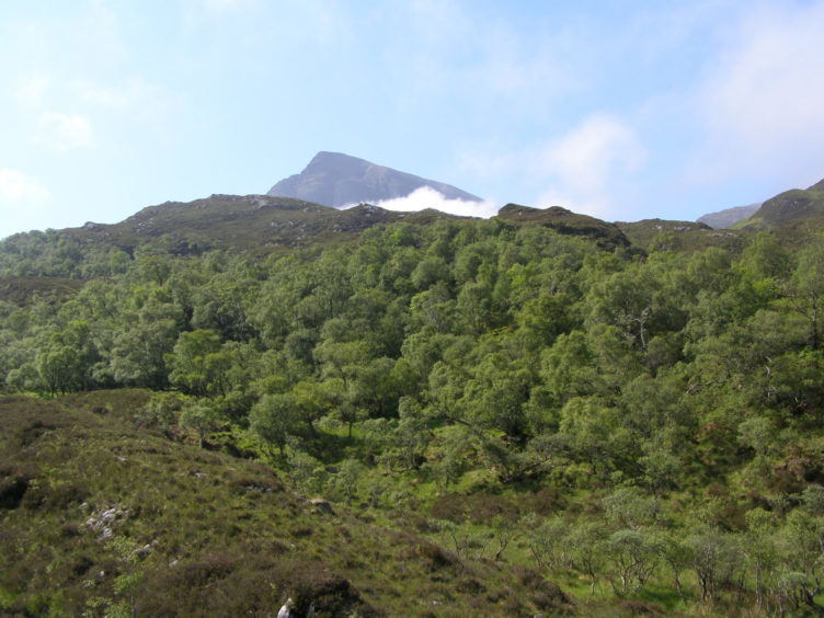Quinag surrounded by woodland (Photo: submitted)