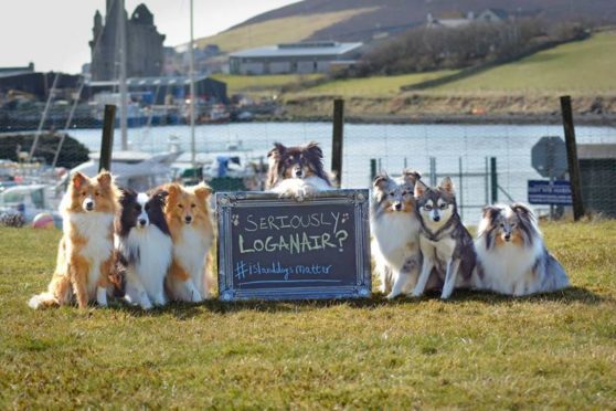 Shetland dog owners have criticised the move by airline Loganair. Picture: Kaylee Robertson