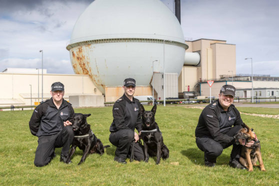 From left, meet Vader - head of the family; Tess, Vaders daughter and puppy Jaxx, Vaders grandson. All will be busy patrolling around the site.