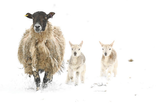 Farmers and crofters have lost lambs due to poor weather
