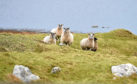 The SCF said the NFUS had a lack of understanding of crofting.