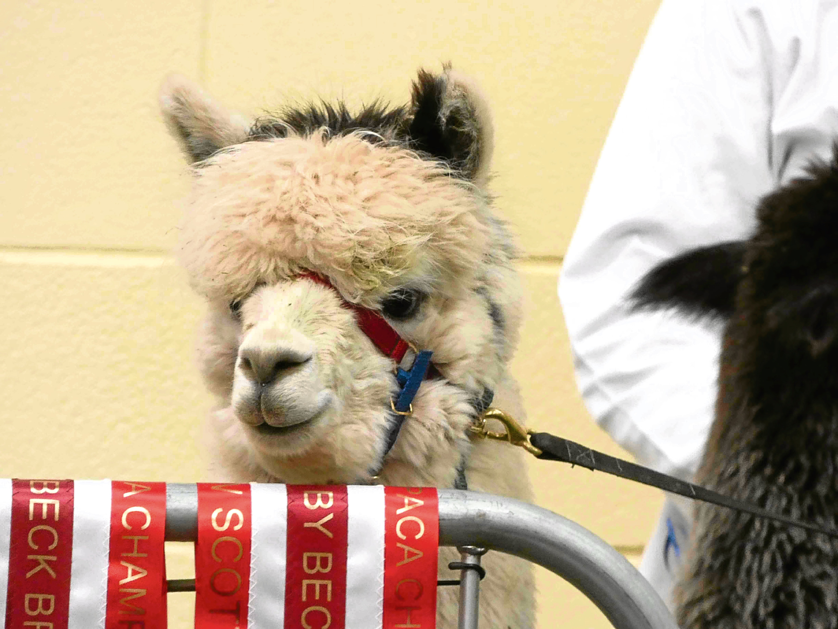 More than 100 alpacas are entered for the contest.