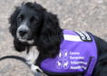 Esther Gooch's assistance dog, a cocker spaniel called "J", faced difficulties flying home from a holiday in Italy.