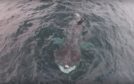 The three giant basking sharks have paid a visit to the Isle of Mull early this year