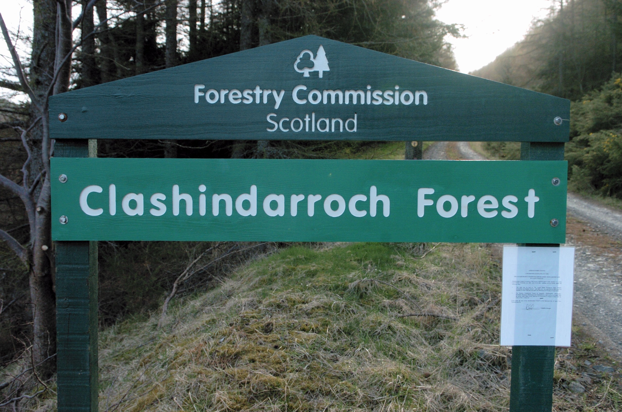 Clashindarroch Forest. Photograph: Peter Anderson